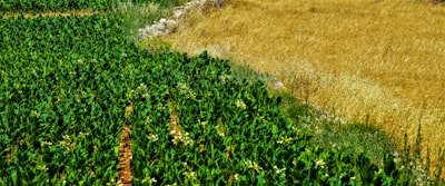 photo 1592982537447 7440770cbfc9 (1)